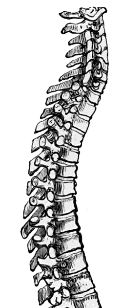 Back Bones Anatomy : Anatomy Of The Lower Back - Anatomy Drawing Diagram