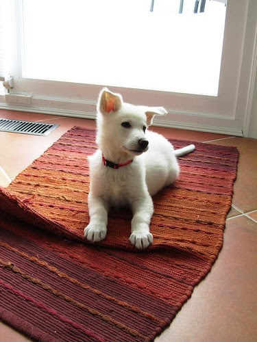 Dec.7 - Maggie-16
