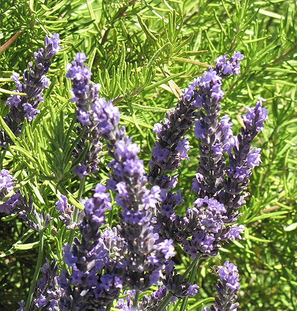 Lavender Grosso Plants For Sale marielle