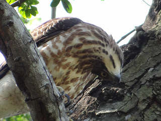 鳳頭蒼鷹/無限台南