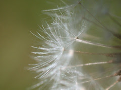Dandelion
