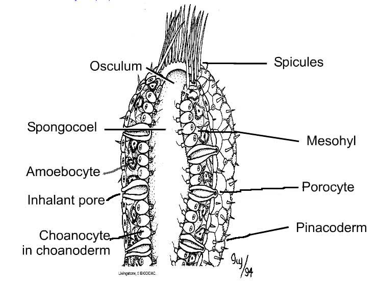 Draw And Label Sponges biochemistry Major Groups of Multicellular