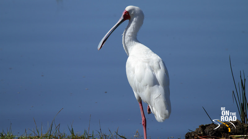 An African Spoonbill standing on one leg