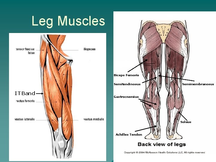 Leg Muscle Diagram Basic Learn From Anatomy To Improve Your Poses Art