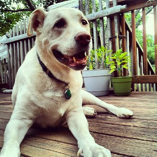 Zeus #dogs #deck #summer #smile #happydog #dogstagram #dogsofinstagram #petstagram #instadog