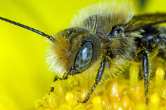 Bee at twice life size series 1-2