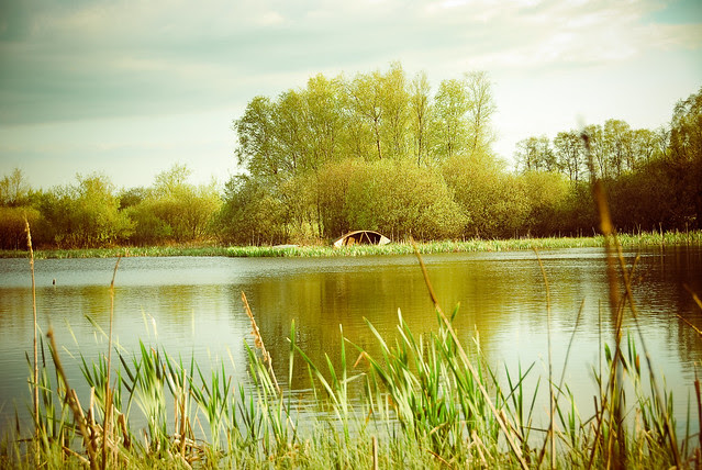 scenes from our lake