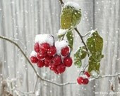 Winter Berries Photo - 8 x 10 Snow Berries - Winter Photography - Frosty Red - Christmas Photography - PhotographybyTess Winter Berries Photo - 8 x 10 Snow Berries - Winter Photography - Frosty Red - Christmas Photography - PhotographybyTess
