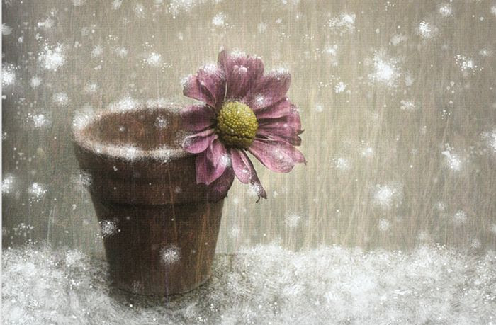 Beautiful Christmas (71 pics) Beautiful Christmas (71 pics)
