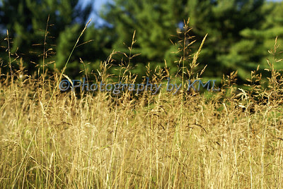 field along the edge of the woods