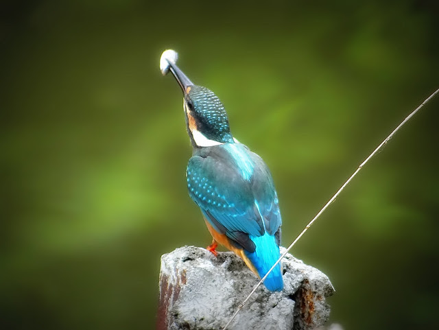 翠鳥/無限台南