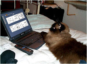 web Cat