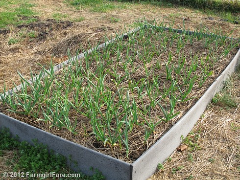 How to grow garlic (5) - the garlic bed on March 16, 2012 - FarmgirlFare.com