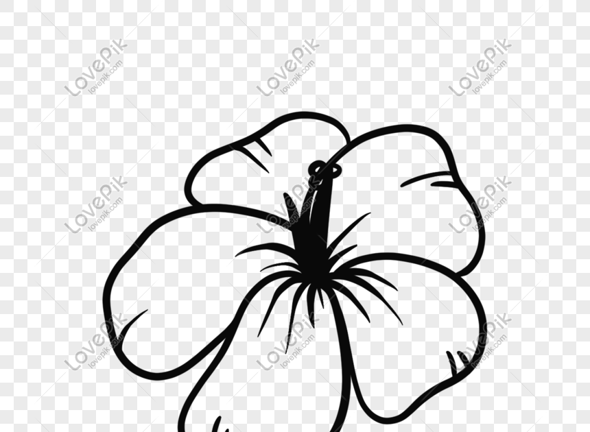 Bunga Raya Picture Hitam Putih / Lukisan gambar bunga raya hitam putih