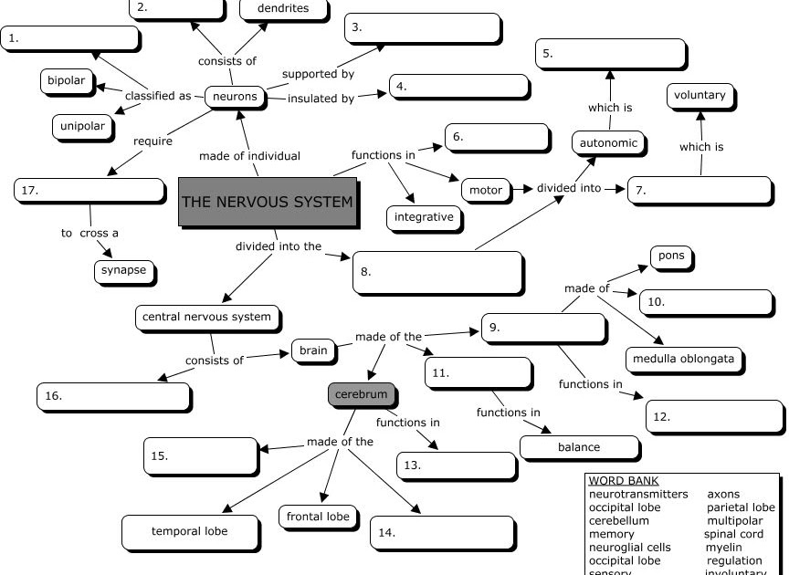 Nervous System Concept Map Answers | World Map Black And White