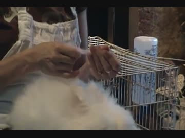 上うさぎ 毛をむしる 最高の動物画像