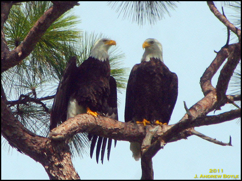 Bald Eagle Bald Eagle