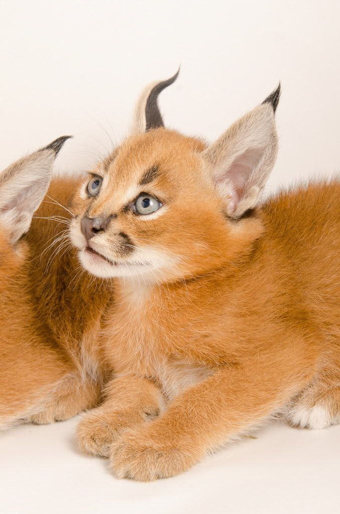 creativedesignsbyjen Caracal Kittens For Sale
