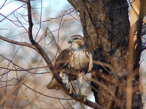 Juvenile Red-Tail at Central Park's Great Hill