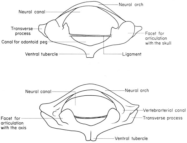 Mouse Vertebrae Anatomy - Human Anatomy
