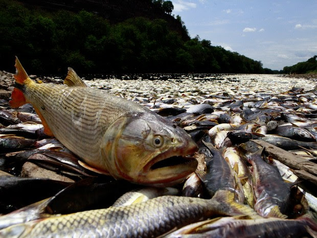 Peixes mortos são encontrados no Rio Piracicaba (Foto: Mateus Medeiros)