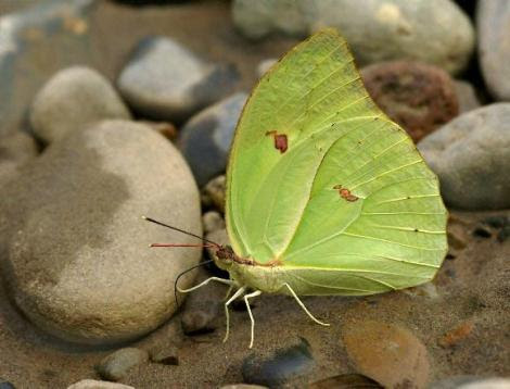 Por: Learn about butterflies