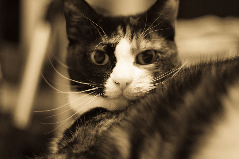 Pepper 26/366
