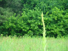Manhood display in the prairie