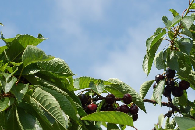 Black cherries by Eve Fox, Garden of Eating blog, copyright 2012