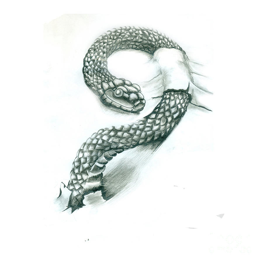 Featured image of post Realistic Snake Drawing Images In these simple steps you will learn how to draw a snake using texturing techniques to break down and simplify the process of creating scale textures to form a realistic snake drawing