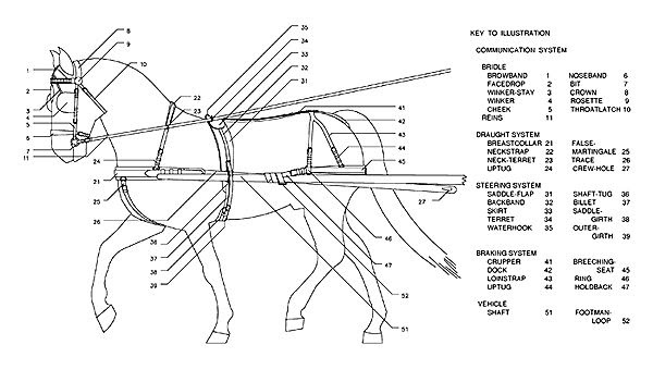30 Draft Horse Harness Diagram - Wiring Diagram Ideas