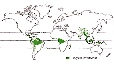 rainforest mobot rainforests capricorn fauna tropic biome forests tropics equator