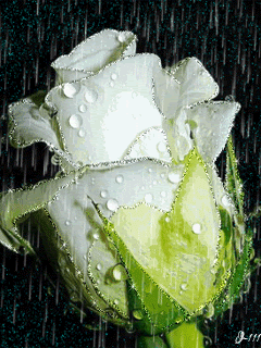"Роза в дожде"