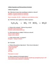 26 Cell Processes And Energy Photosynthesis Worksheet Answers