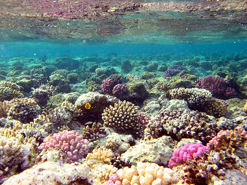 http://ramalaut08.files.wordpress.com/2010/04/terumbu-karang-34.jpg