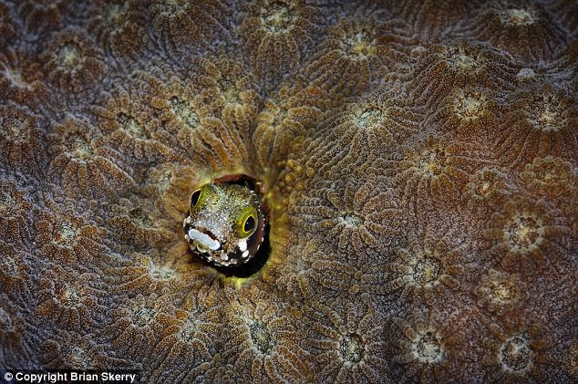 Detailed: Skerry's work often captures tiny details of sea life such as the Spiny Head Blenny photographed here in Belize