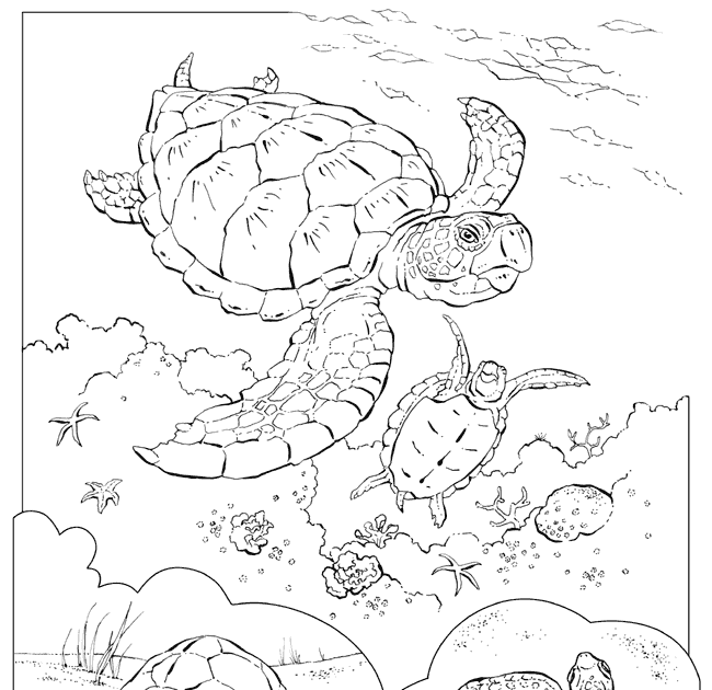 Green Turtle Coloring Pages - coloring pages