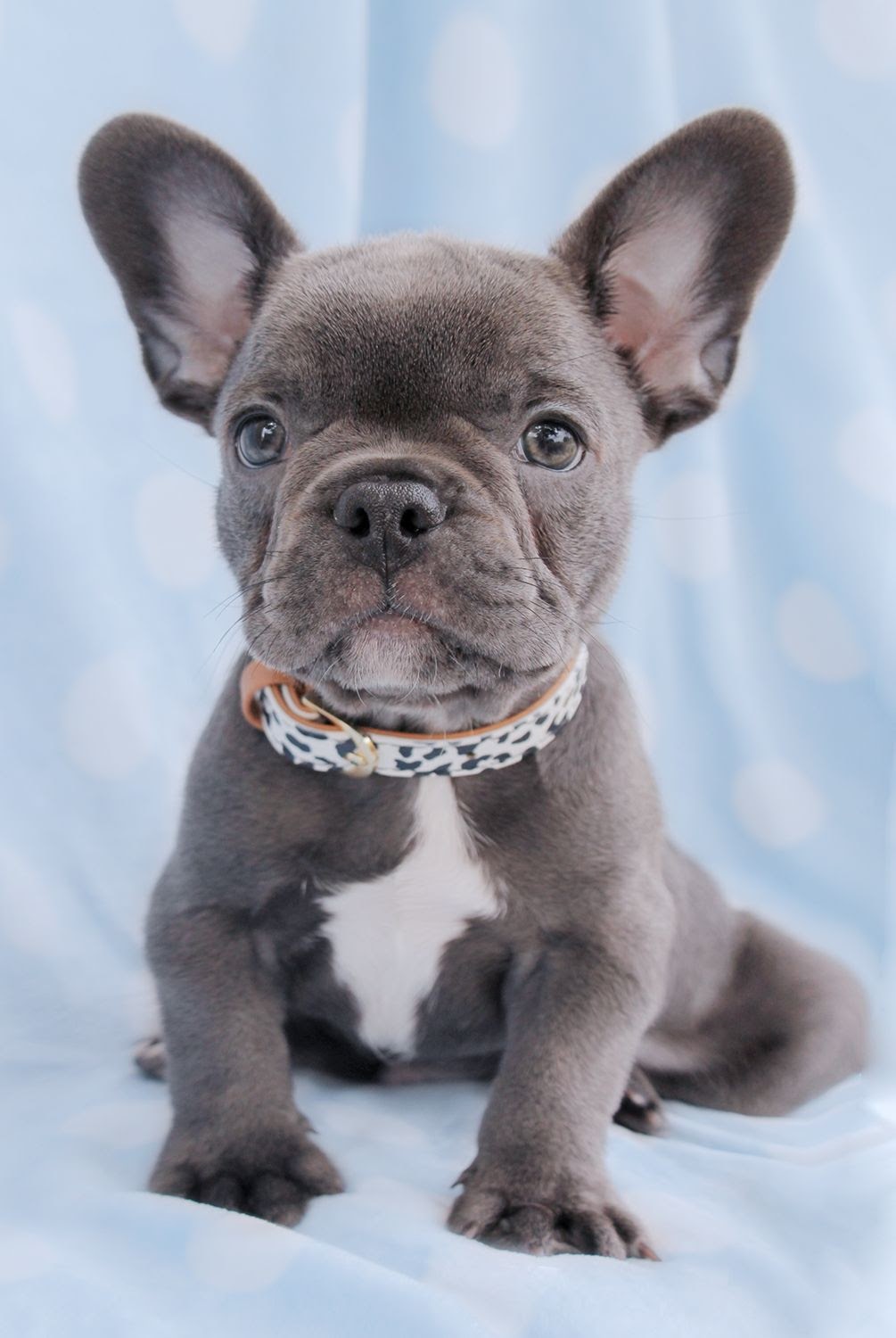 micro-french-bulldog-cost