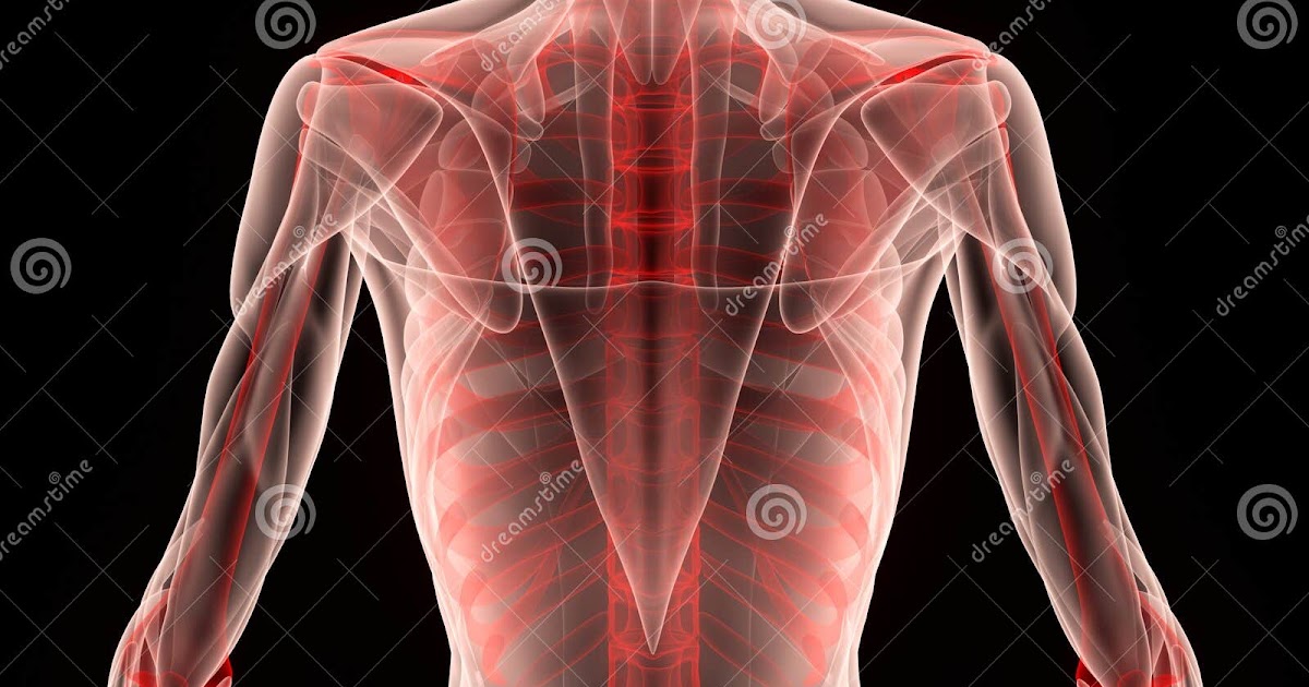 Human Anatomy Rib Cage Muscles / Sobotta 1909 Fig 254 Intercostal