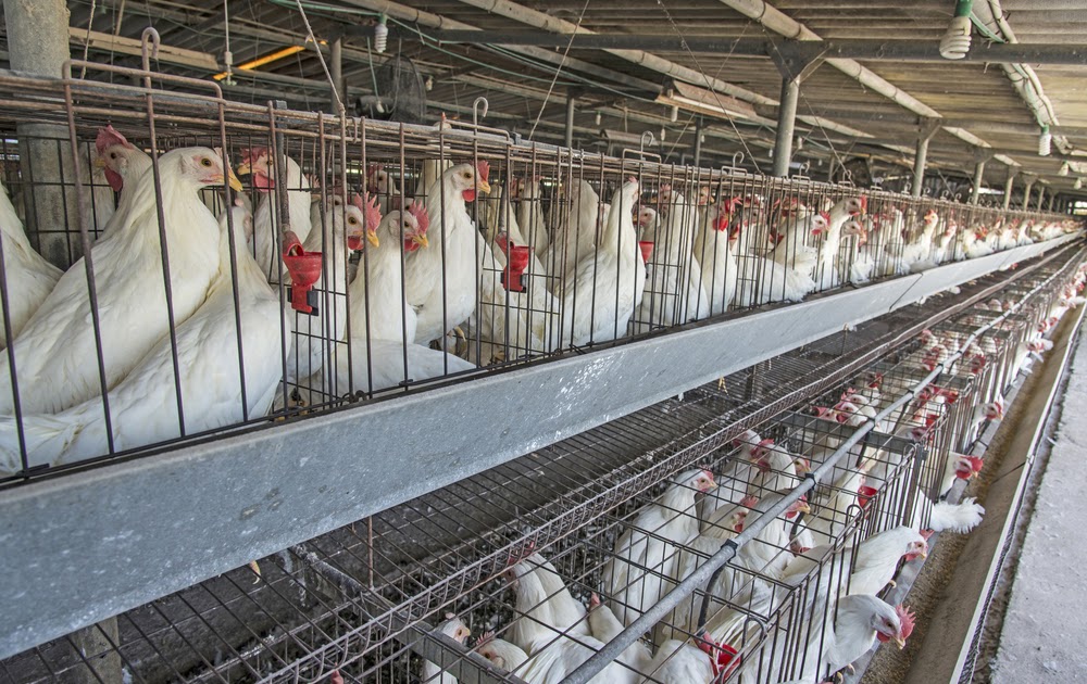 Gambar Kandang Ayam Broiler - Tentang Kolam Kandang Ternak