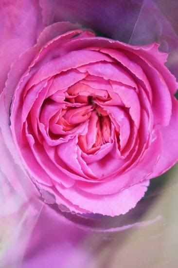 驚くばかりピンク バラ 画像 最高の花の画像