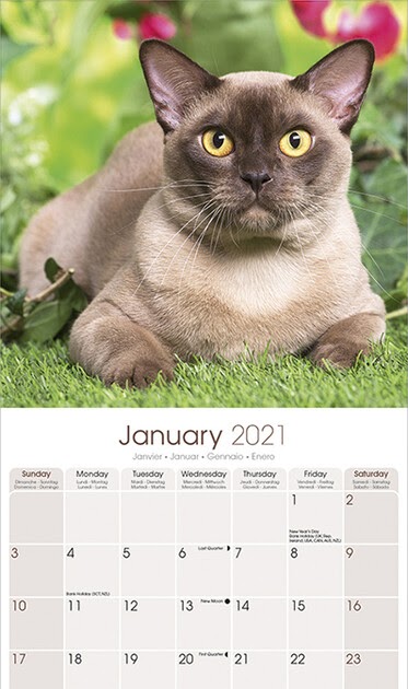 Cat Calendar 2022 | February Calender 2023