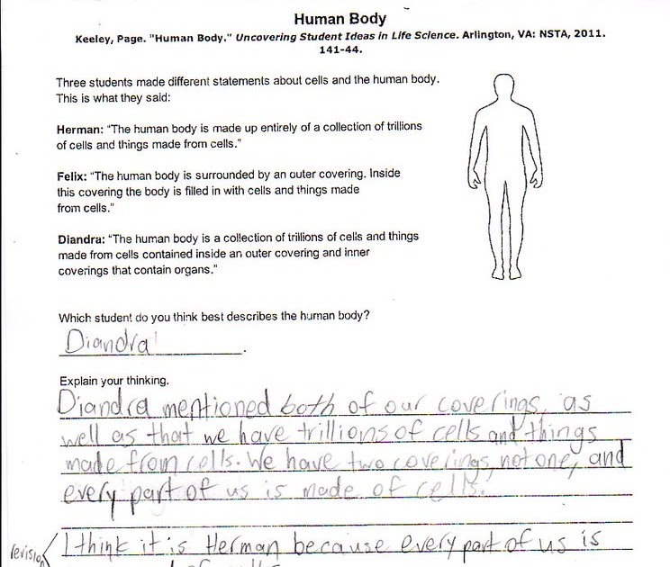 chapter-3-cells-and-tissues-worksheet-answer-key