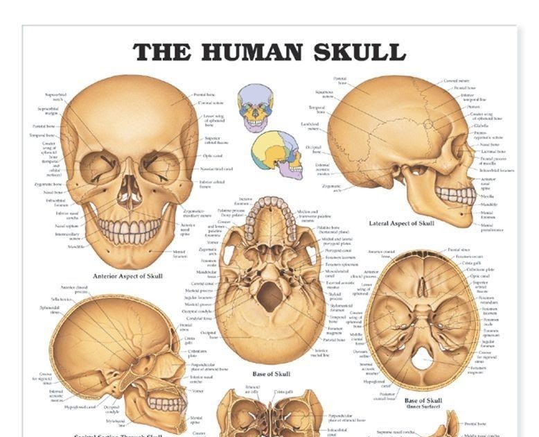Human Bone Anatomy Chart : City Distributers: Human Bones : We know it