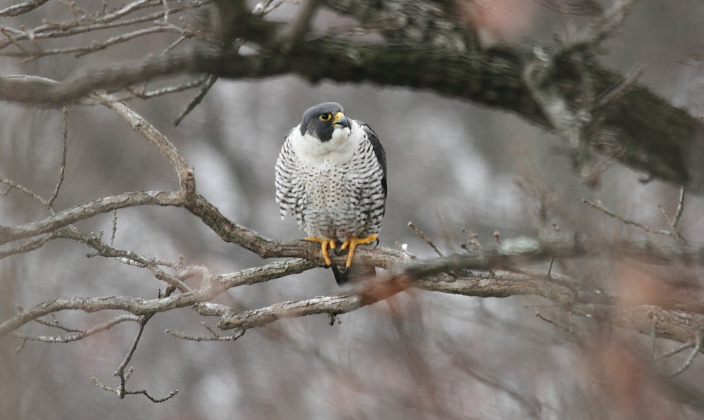 Pallisades_Peregrine
