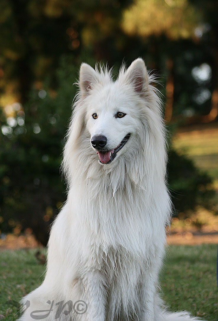 55+ White Samoyed German Shepherd Mix - l2sanpiero
