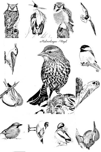vogel malvorlagen pdf