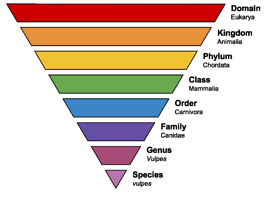 In Linnaeus S System Of Classification How Many Levels Are There Bryceeberfelddesigns