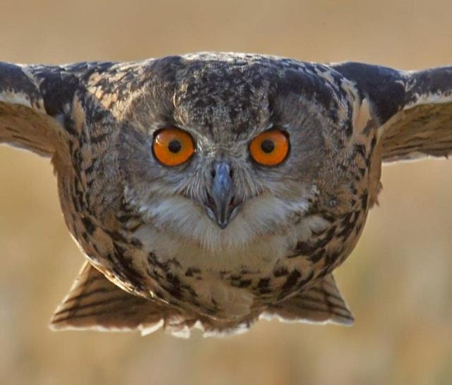 owl24