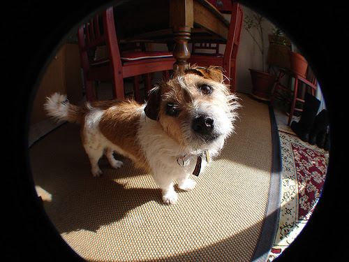 wide-angle dog